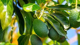 Avocados growing on the tree