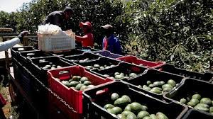 Workers sorting harvested avocados into crates
