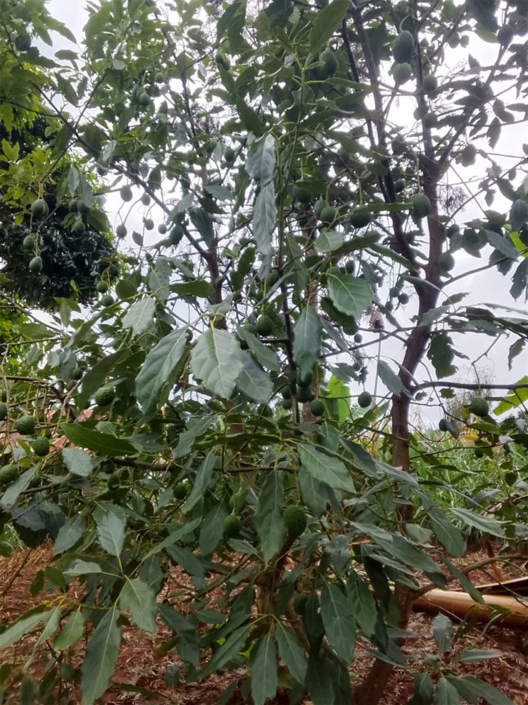 Avocado orchard tree