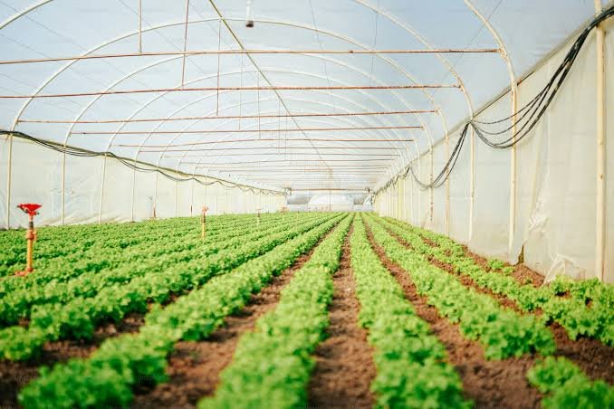 Rows of fresh crops growing inside a greenhouse